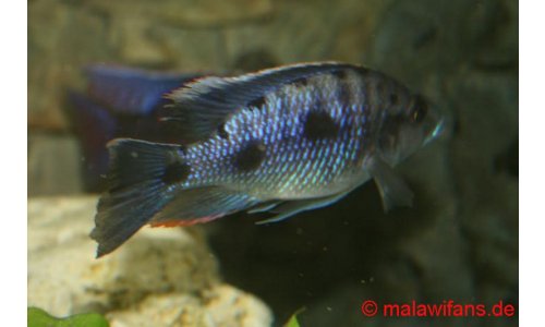 Otopharynx walteri
